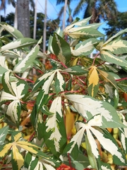 Graptophyllum