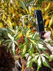 Graptophyllum