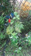 Capsicum annuum