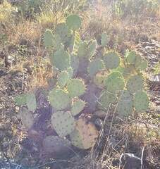 Opuntia chisosensis