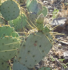 Opuntia chisosensis