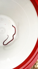 Lampropeltis abnorma