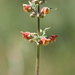 Scrophularia grandiflora - Photo (c) pmgaspar, algunos derechos reservados (CC BY-NC)