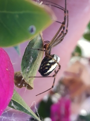 Leucauge dromedaria