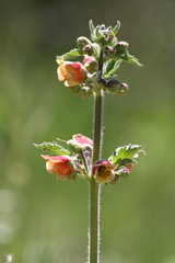 Scrophularia grandiflora