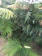 Pentaclethra macroloba