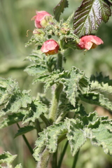 Scrophularia grandiflora