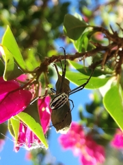 Leucauge dromedaria