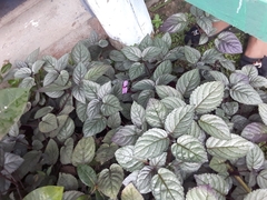 Hypoestes phyllostachya