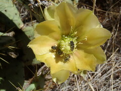 Opuntia engelmannii