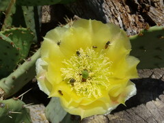 Opuntia engelmannii
