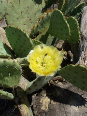 Opuntia engelmannii