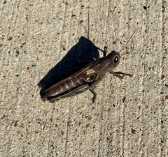 Melanoplus ponderosus