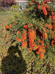 Pyracantha angustifolia