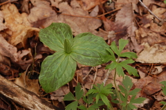 Trillium