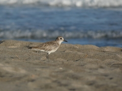 Pluvialis squatarola