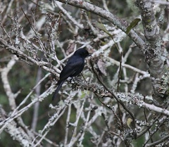 Melaenornis pammelaina