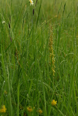Orchis anthropophora