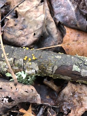 Dacrymyces capitatus