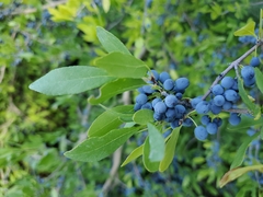 Forestiera pubescens