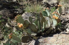 Opuntia phaeacantha