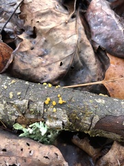 Dacrymyces capitatus
