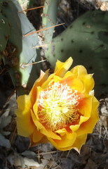 Opuntia phaeacantha