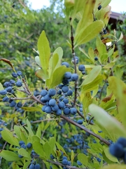 Forestiera pubescens