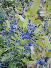 Forestiera pubescens