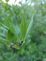 Forestiera pubescens