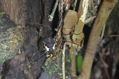 Ventripila marginata
