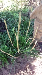 Plantago