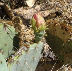 Opuntia rufida