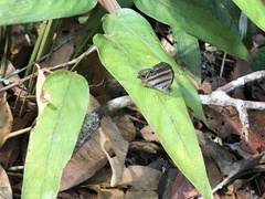 Magneuptychia