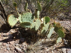 Opuntia rufida