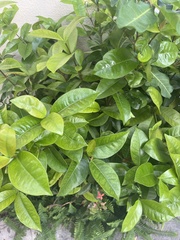 Wrightia antidysenterica