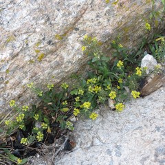 Draba petrophila