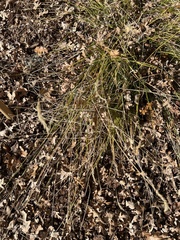 Pseudoroegneria spicata