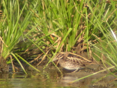 Lymnocryptes minimus