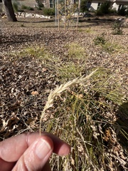 Pseudoroegneria spicata