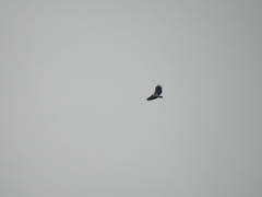 Spizaetus melanoleucus