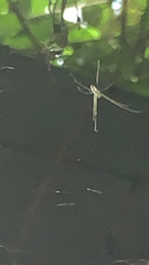 Leucauge argyra
