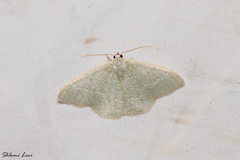 Phaiogramma etruscaria
