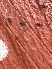 Technomyrmex albipes