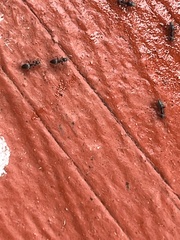 Technomyrmex albipes