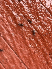 Technomyrmex albipes