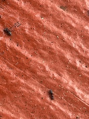 Technomyrmex albipes