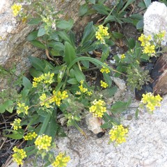 Draba petrophila