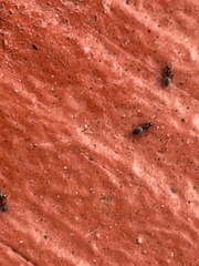 Technomyrmex albipes