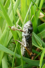 Gomphocerus sibiricus